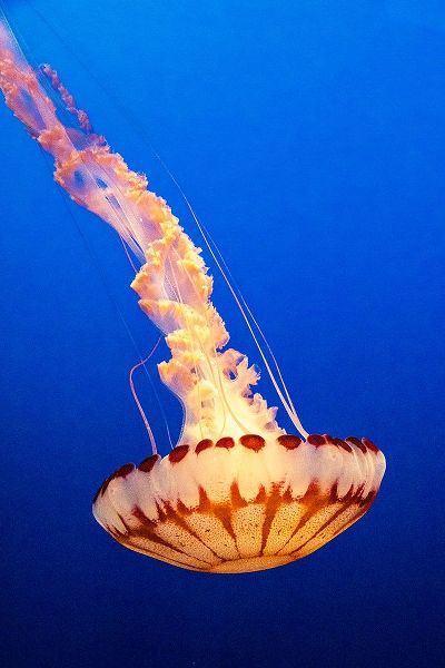 California-Monterey-Monterey Bay Aquarium-Jellyfish swimming